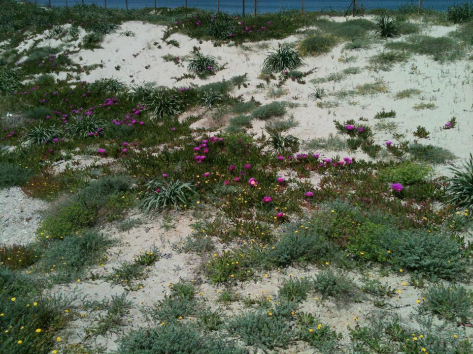 Camping Golfo Dell'Asinara Platamona Exteriér fotografie